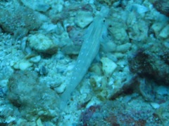 Gnatholepis cauerensis