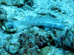 Gnatholepis cauerensis