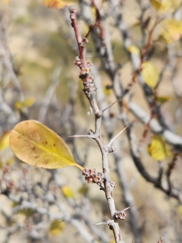 Image of Pseudoziziphus parryi by no rights reserved