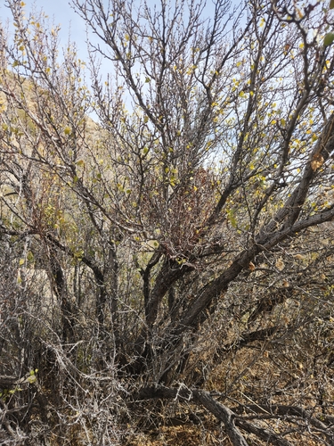 Image of Pseudoziziphus parryi by no rights reserved