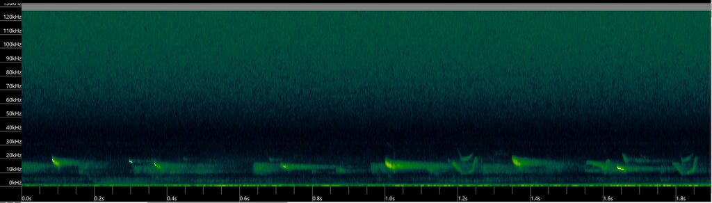 Ansorge's Free-tailed Bat