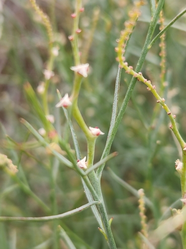 Image of Stillingia linearifolia by no rights reserved
