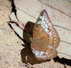 Euthalia monina monina