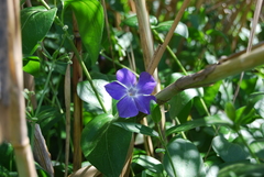 Vinca major