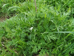 Artemisia verlotiorum