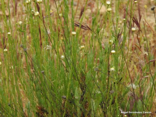 Santolina rosmarinifolia iNat (2)