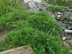 Artemisia verlotiorum