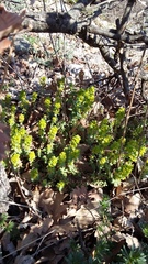 Cruciata taurica