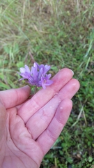 Dipterostemon capitatus