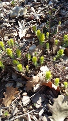 Cruciata taurica