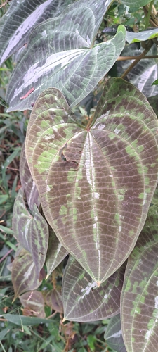 Image of Dioscorea dodecaneura by (c) William G. Borges, some rights reserved (CC BY)