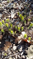 Cruciata taurica