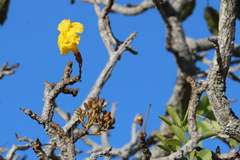 Tabebuia