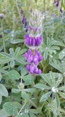 Lupinus densiflorus