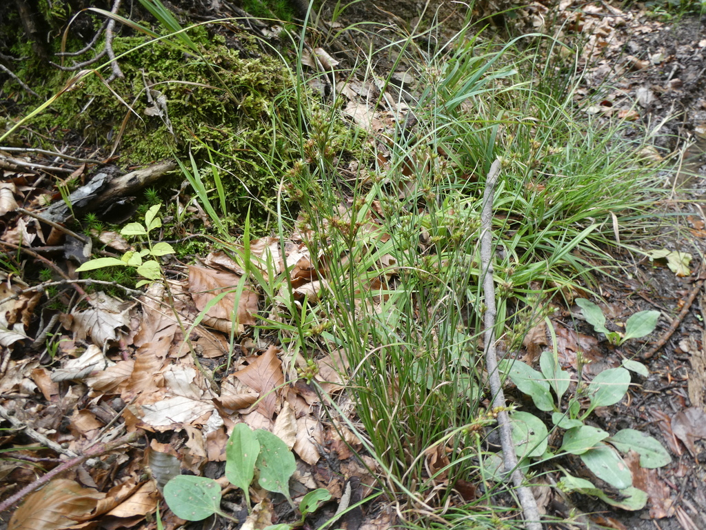 Slender Path Rush from 83122 Samerberg, Deutschland on August 26, 2023 ...