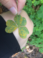 Puccinia sorghi
