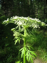 Pleurospermum uralense