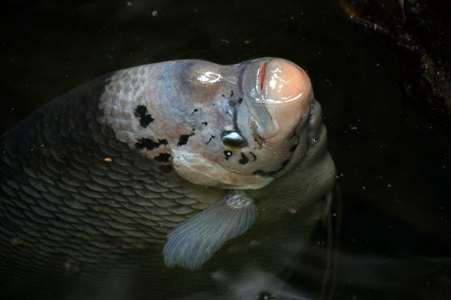 Giant Gourami