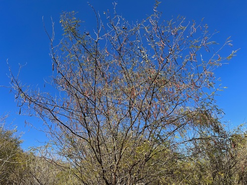 Image of Vachellia campeachiana by (c) Sue Carnahan, some rights reserved (CC BY)