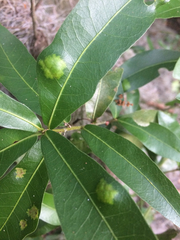 Taphrina caerulescens