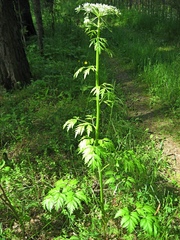 Pleurospermum uralense