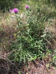 Cirsium horridulum vittatum