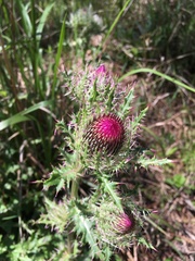 Cirsium horridulum vittatum