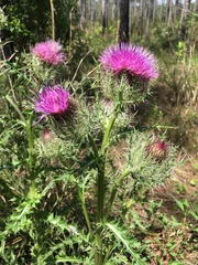 Cirsium horridulum vittatum