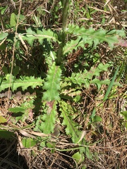 Cirsium horridulum vittatum