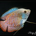 Gouramis - Photo (c) Blair Chen แปลยร์, some rights reserved (CC BY-NC-SA)