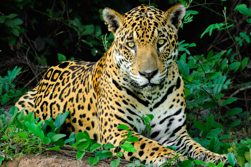 Jaguar in January 2024 by Eduardo Simioni · iNaturalist