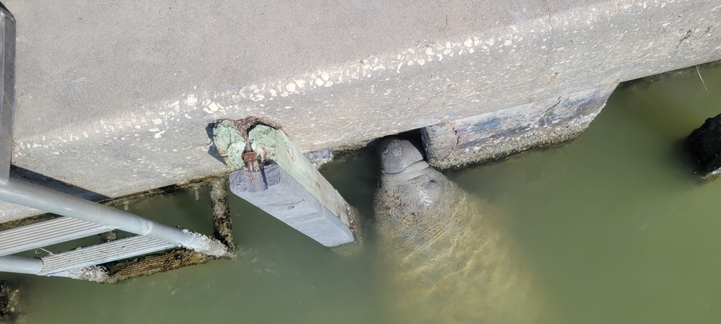 West Indian Manatee In January 2024 By Ben Thesing INaturalist   Large 