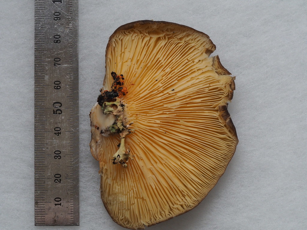 Brown Oyster Mushroom from Horeke, New Zealand by thankyou. The photo