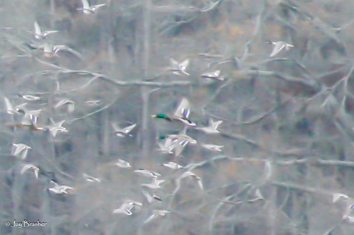 Mallard photographed in Alabama