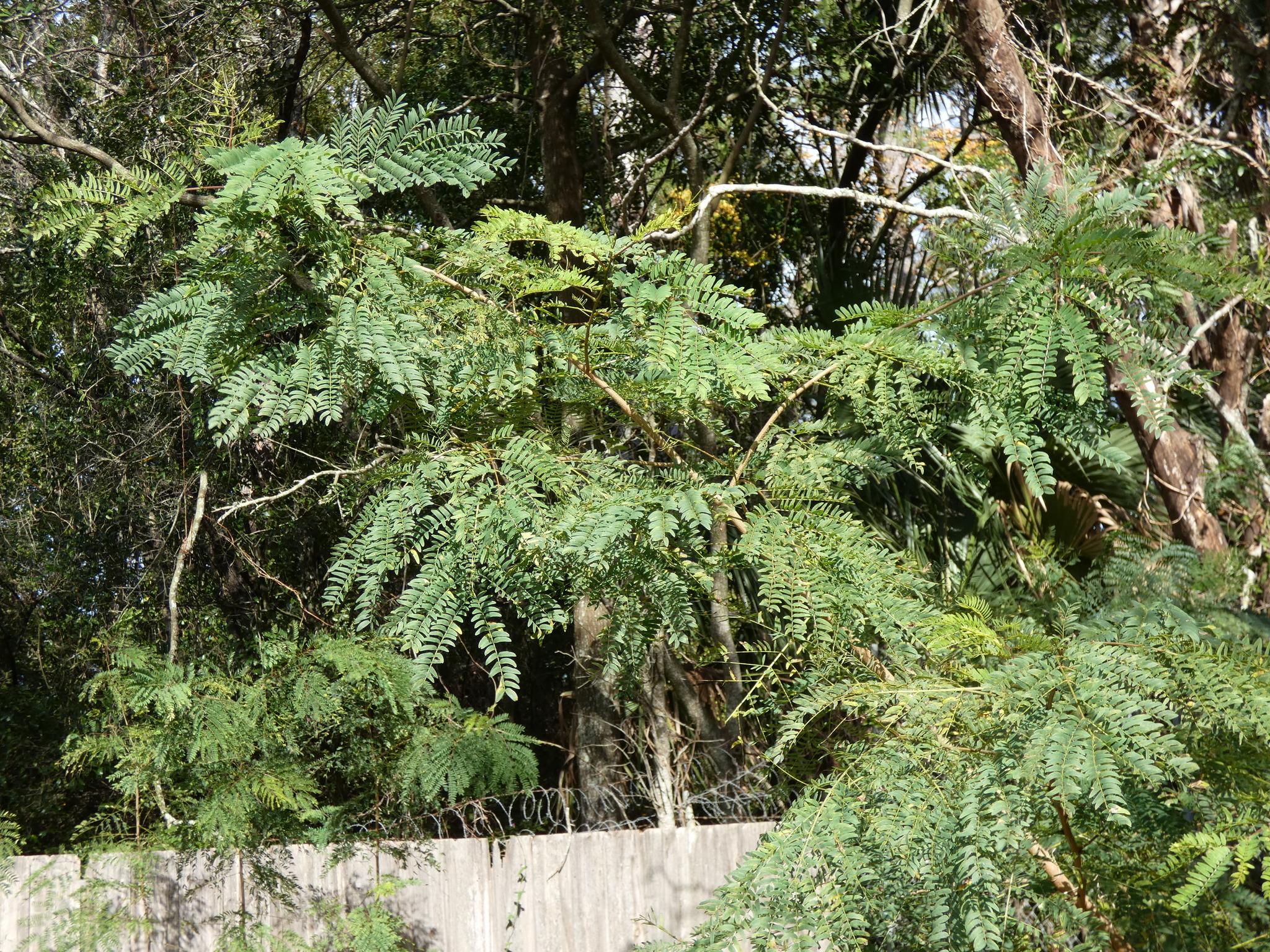 Imagem de Árvore-de-seda