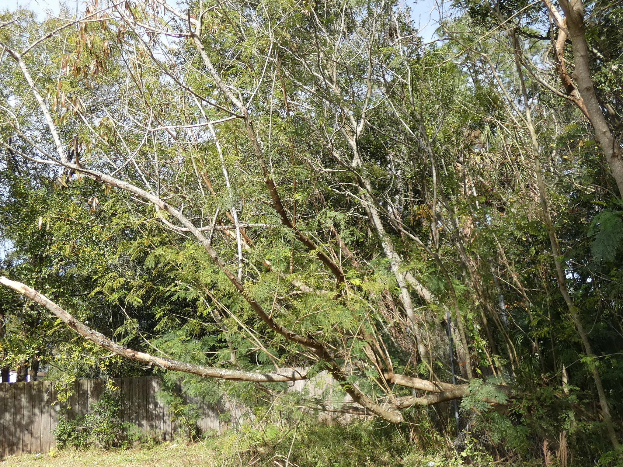 Imagem de Árvore-de-seda