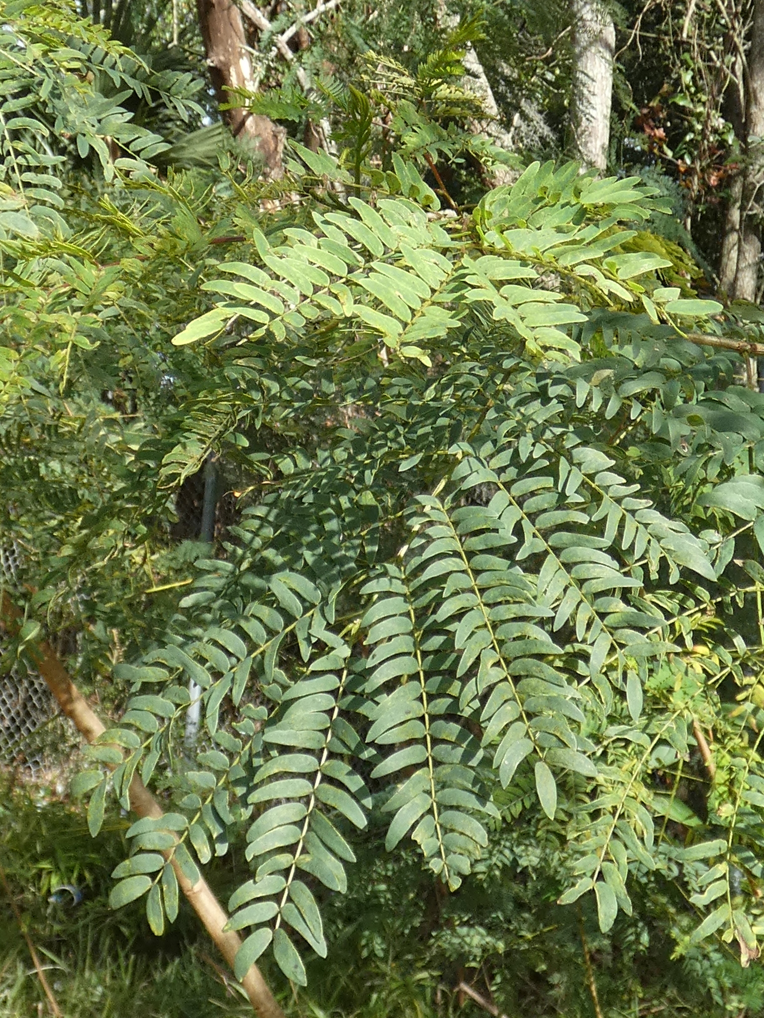 Imagem de Árvore-de-seda