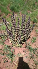 Ajuga orientalis