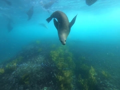 Arctocephalus forsteri