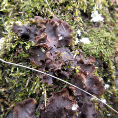 Peltigera evansiana