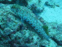 Parapercis millepunctata