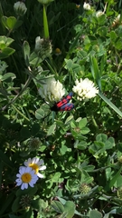 Zygaena graslini