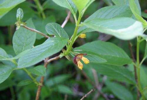 Twinberry honeysuckle (Lonicera involucrata)