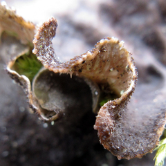 Peltigera evansiana