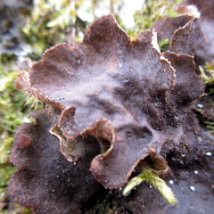 Peltigera evansiana