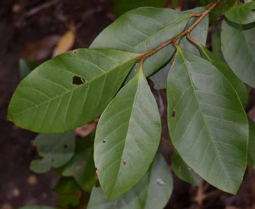 Maesa haplobotrys observed 2023-11-25