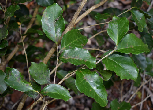 Homalium circumpinnatum, 2023-11-25