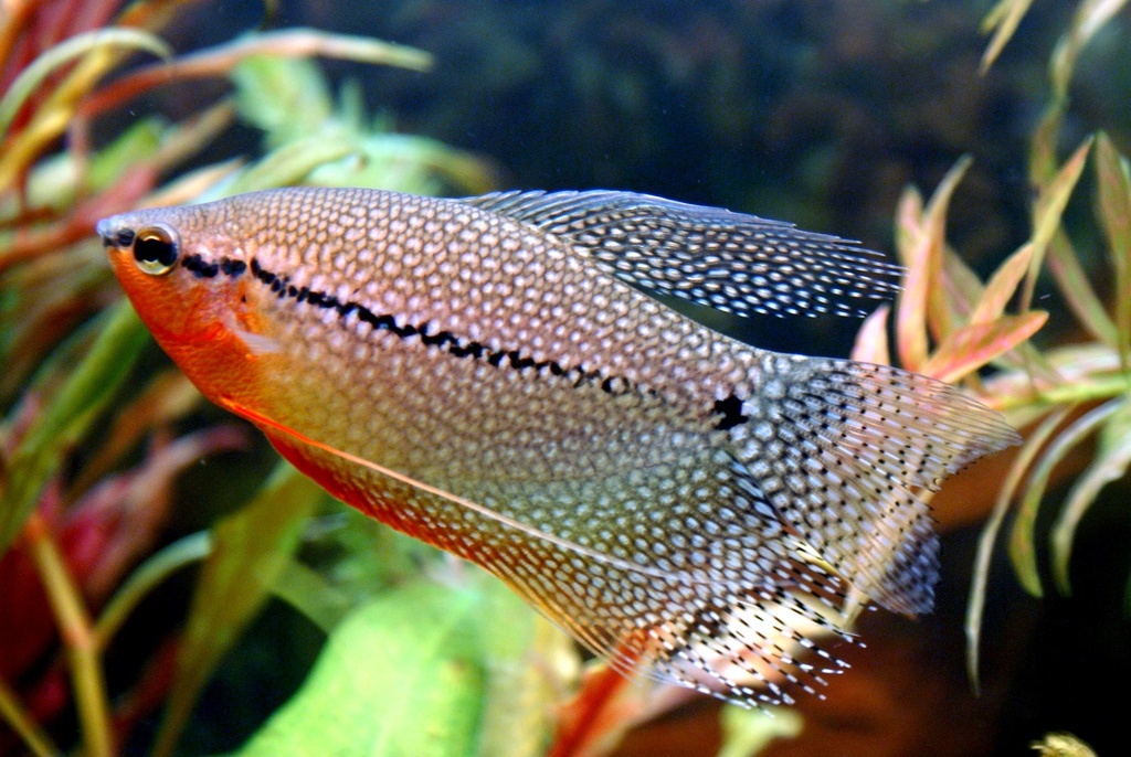 Trichopodus