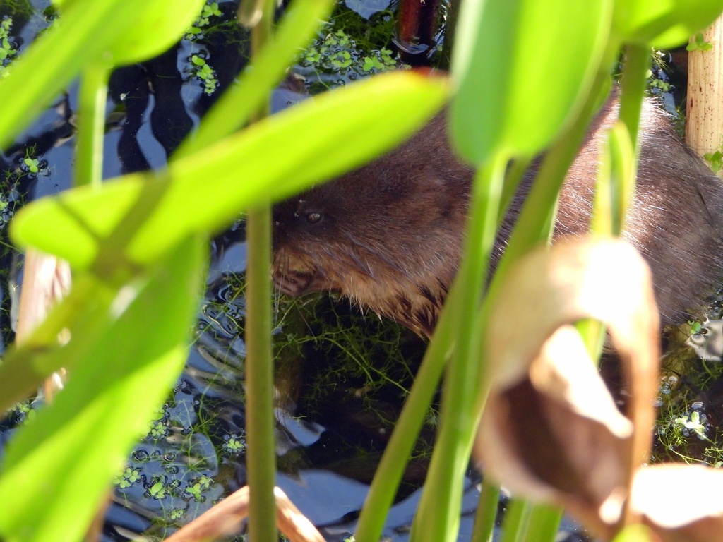 Round-tailed Muskrat from Boynton Beach, FL, US on March 20, 2021 at 01 ...