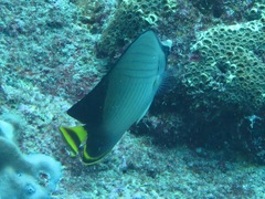 Chaetodon decussatus
